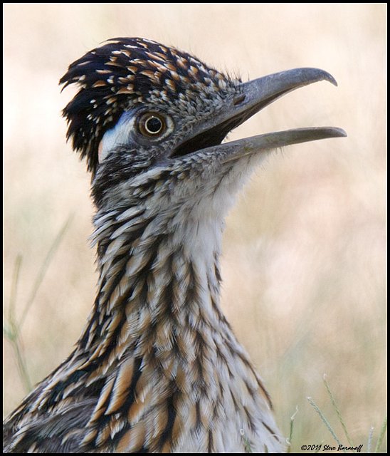 _1SB5072 greater roadrunner portrait.jpg